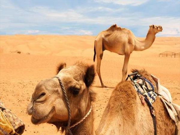 骆驼知识有哪些【介绍有关骆驼的知识】
